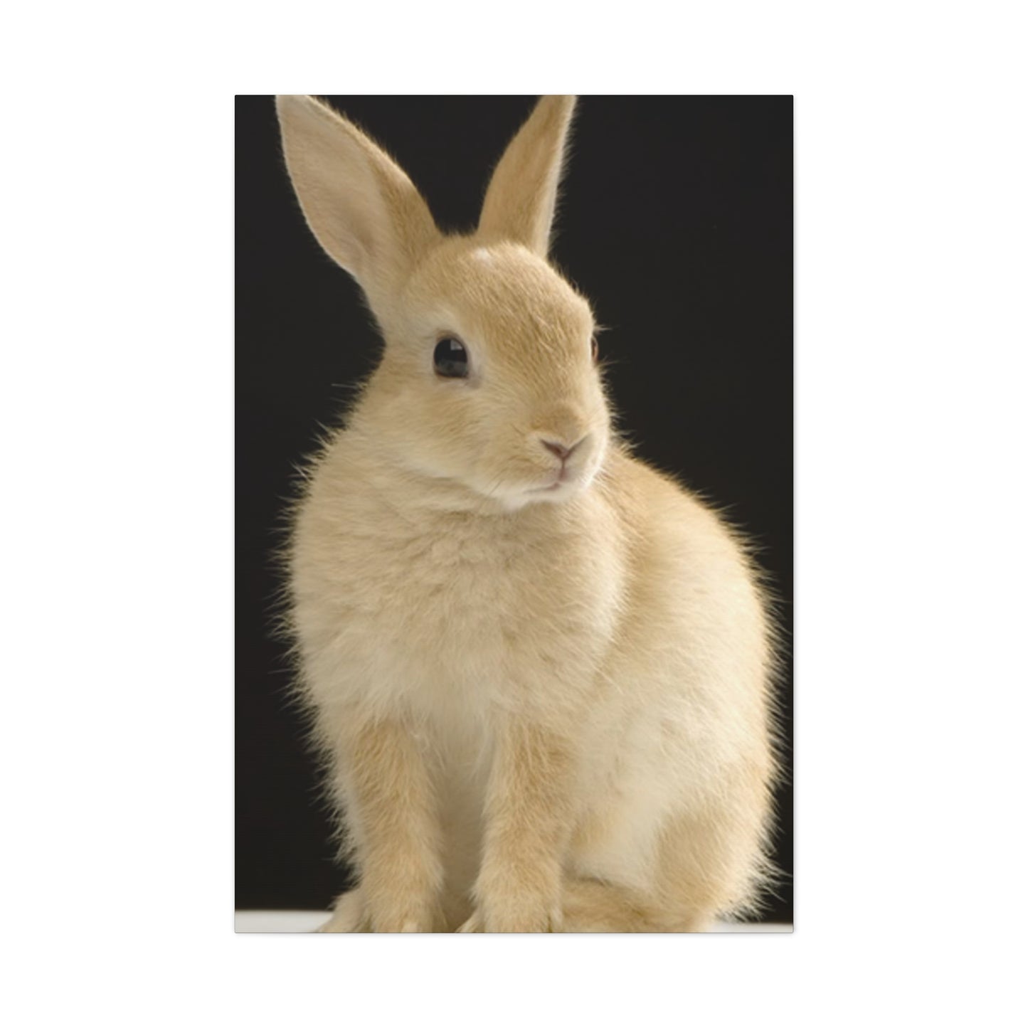 Small White Rabbit Wall Art & Canvas Prints