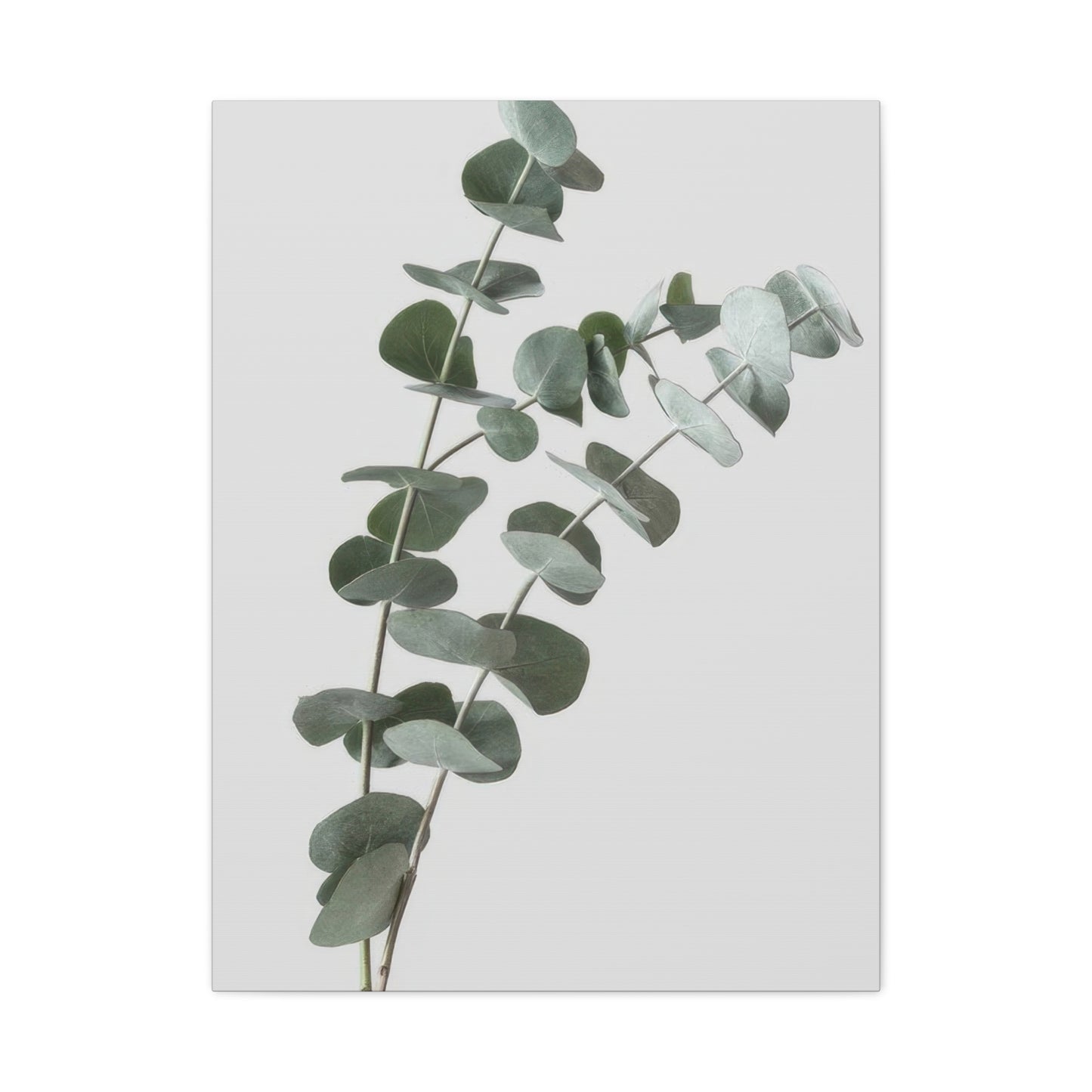 Eucalyptus Plant Dark Green Desaturate Wall Art & Canvas Prints