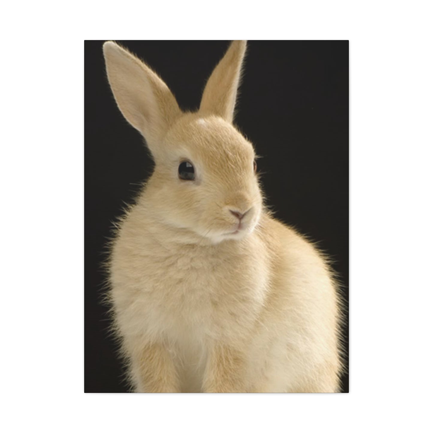 Small White Rabbit Wall Art & Canvas Prints
