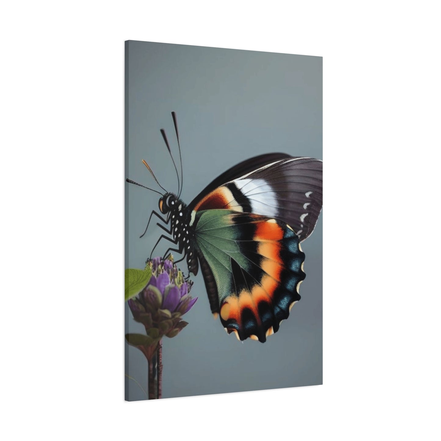 Closeup Butterfly Picture Wall Art & Canvas Prints