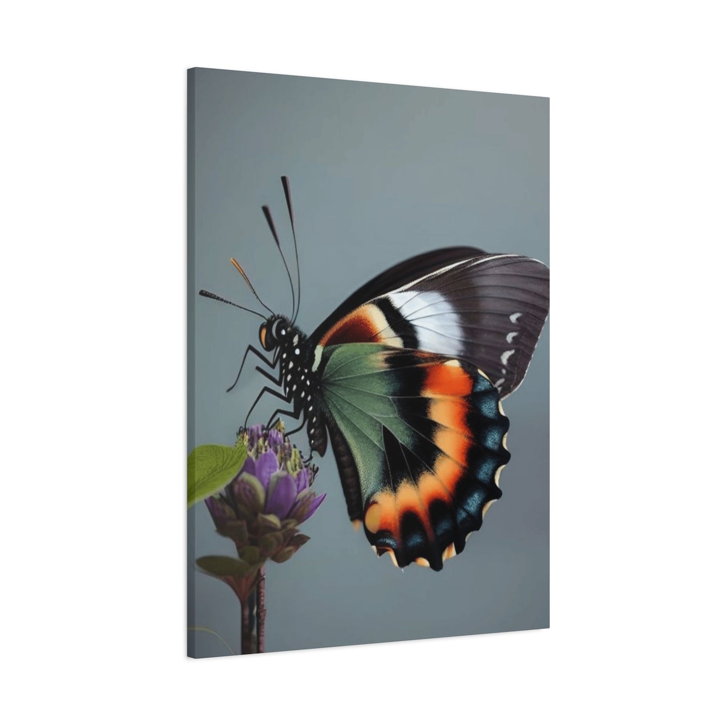 Closeup Butterfly Picture Wall Art & Canvas Prints