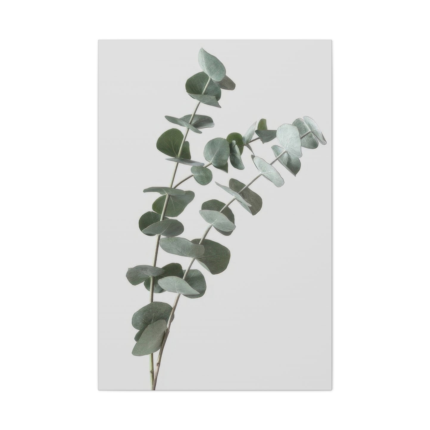 Eucalyptus Plant Dark Green Desaturate Wall Art & Canvas Prints