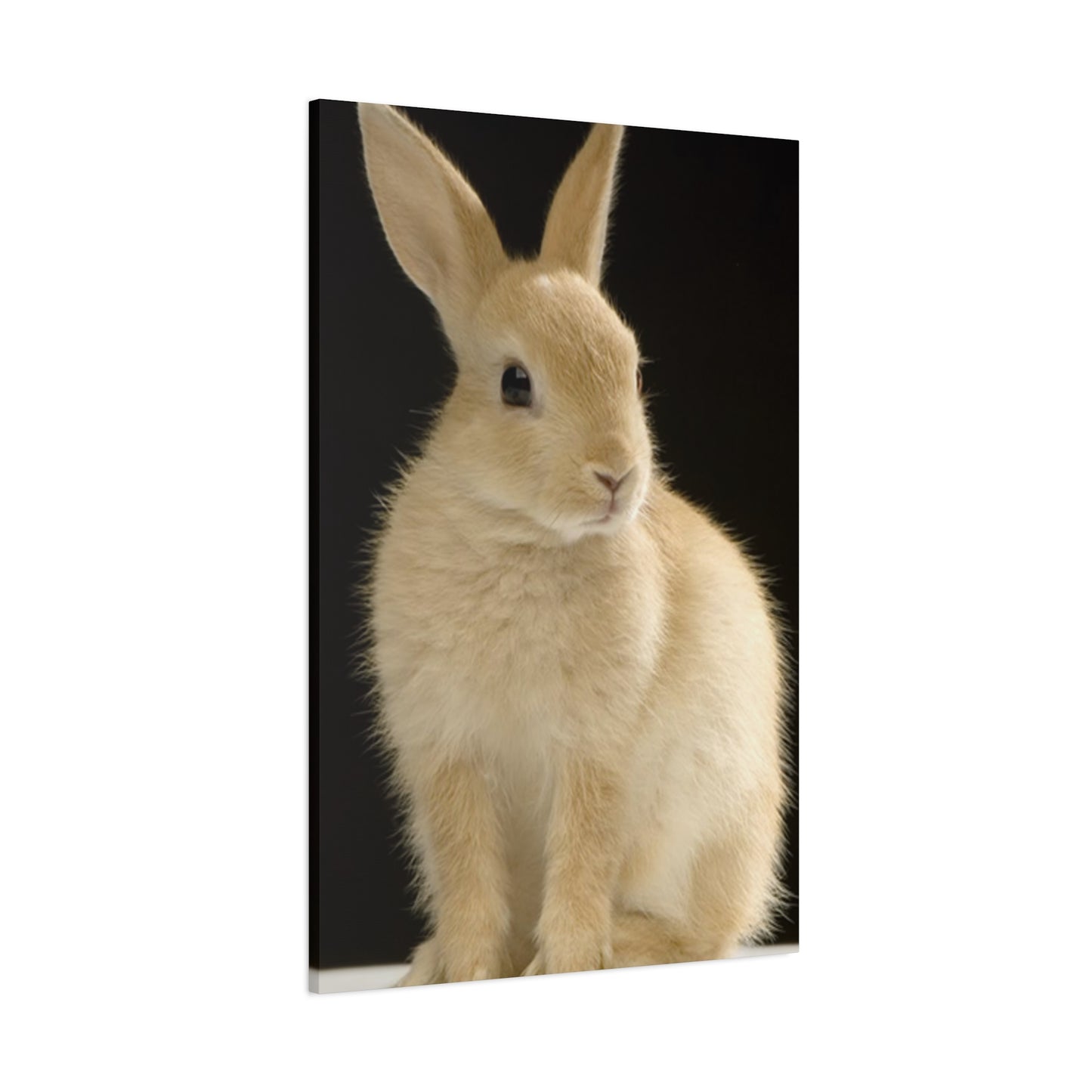 Small White Rabbit Wall Art & Canvas Prints
