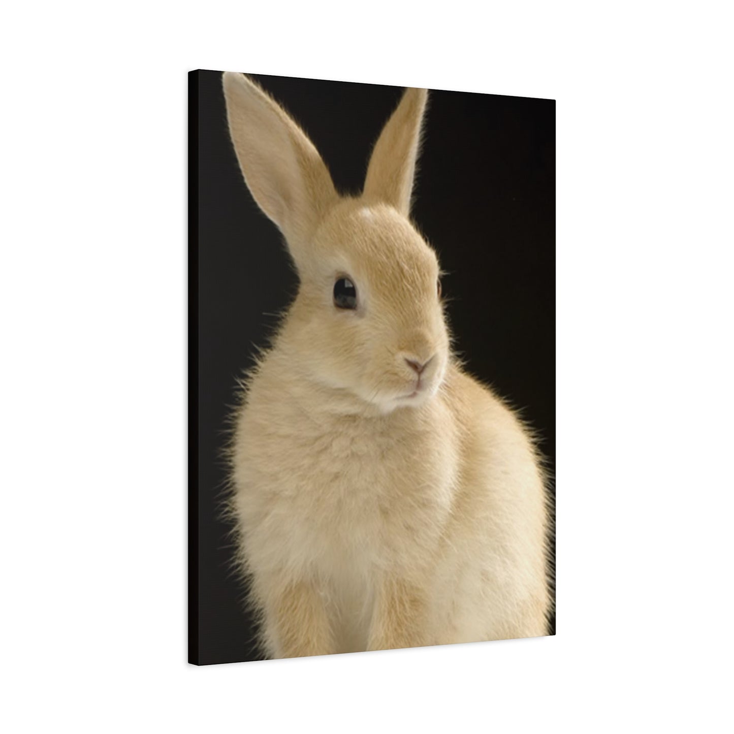 Small White Rabbit Wall Art & Canvas Prints