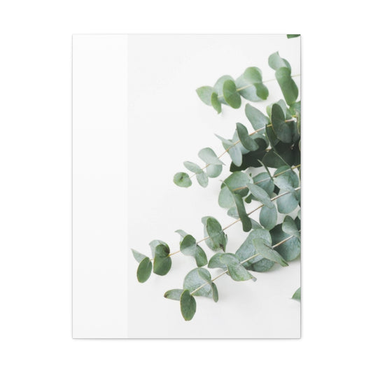 Eucalyptus On White BG Wall Art & Canvas Prints