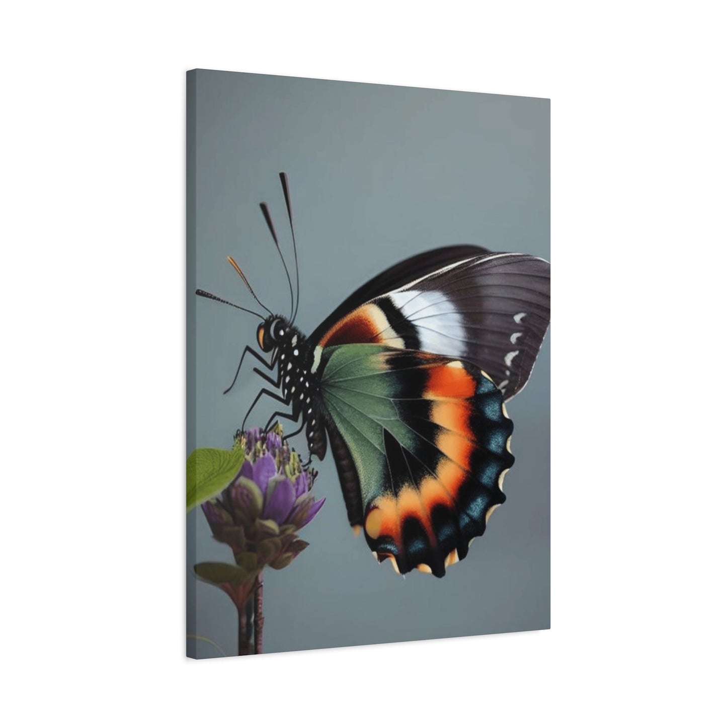 Closeup Butterfly Picture Wall Art & Canvas Prints