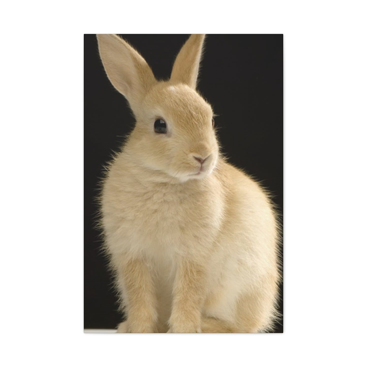 Small White Rabbit Wall Art & Canvas Prints