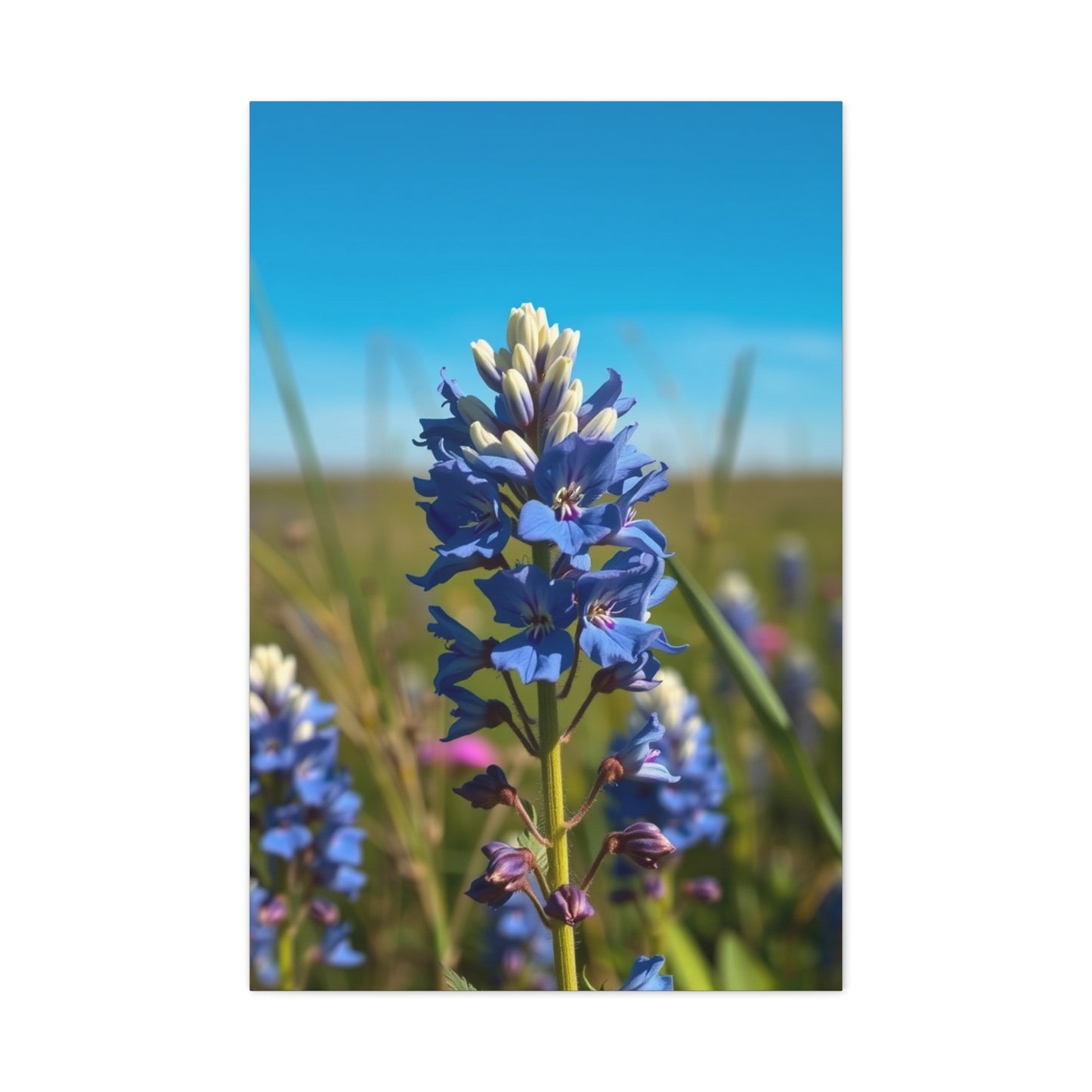 Bluebonnet Flower Art Supreme Gallery Wall Art & Canvas Print