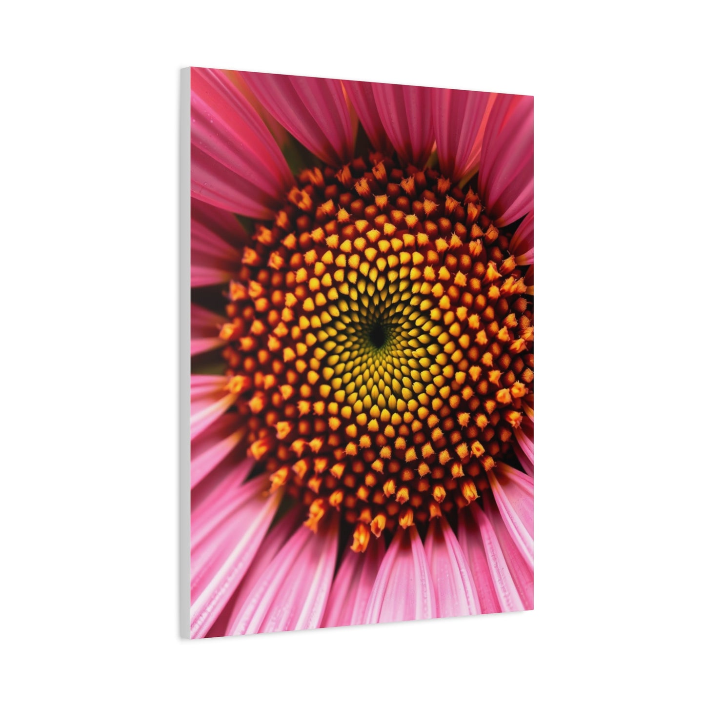 Gilded Daisy Panorama