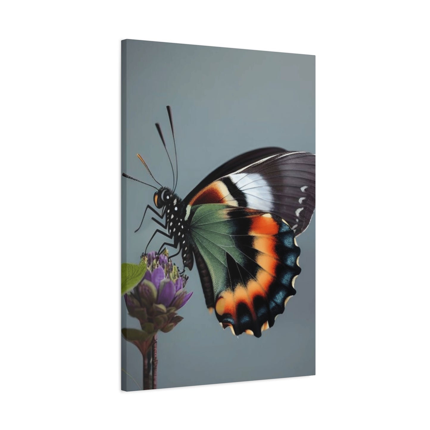 Closeup Butterfly Picture Wall Art & Canvas Prints