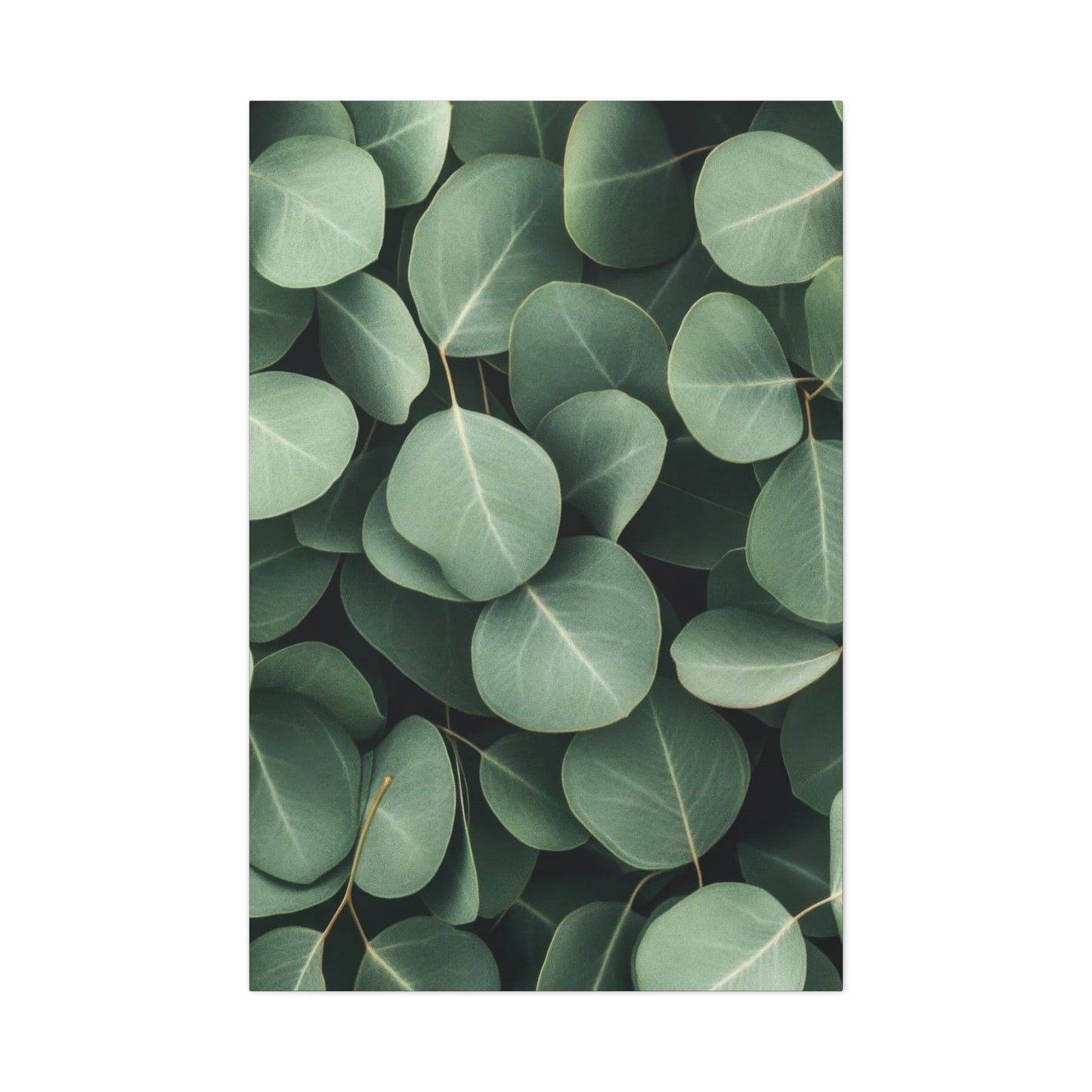 Eucalyptus Pattern 2 Wall Art & Canvas Prints