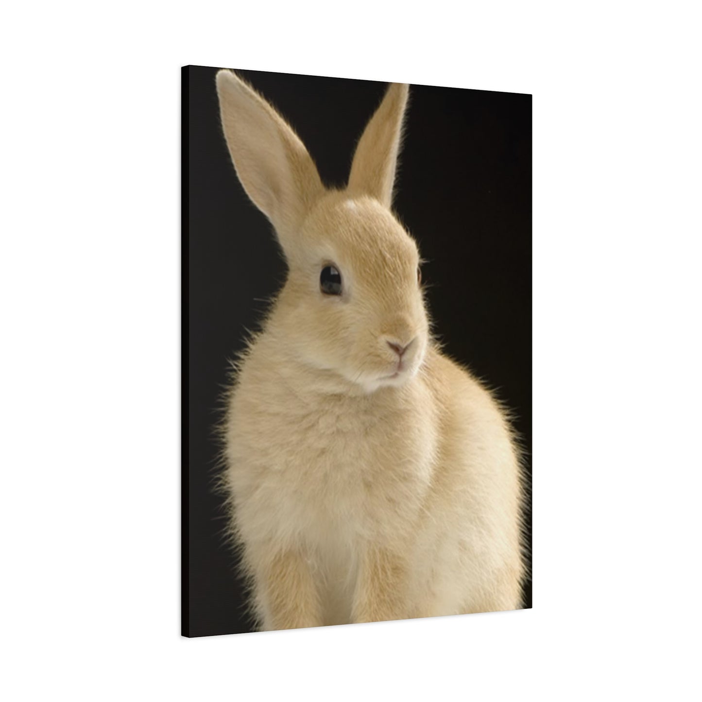 Small White Rabbit Wall Art & Canvas Prints