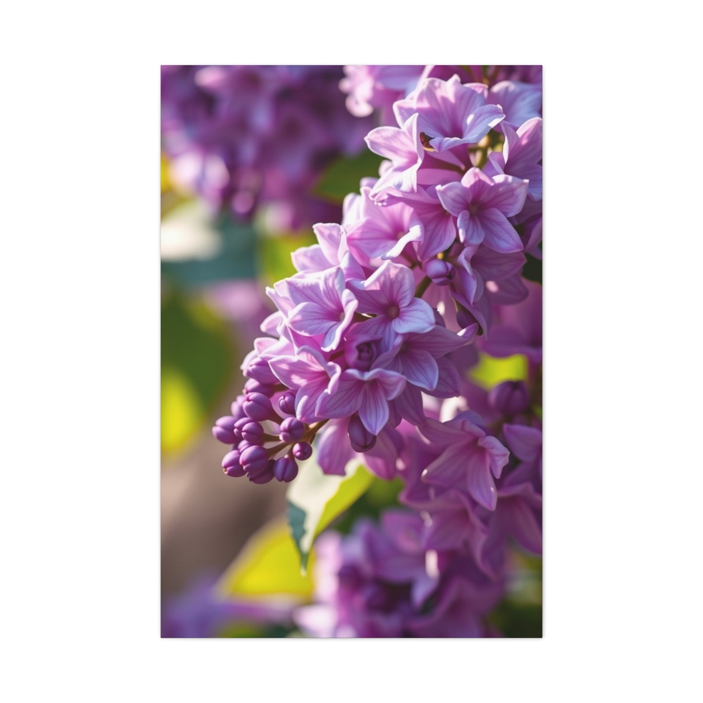 Lilac Flower Art Supreme Gallery Wall Art & Canvas Print