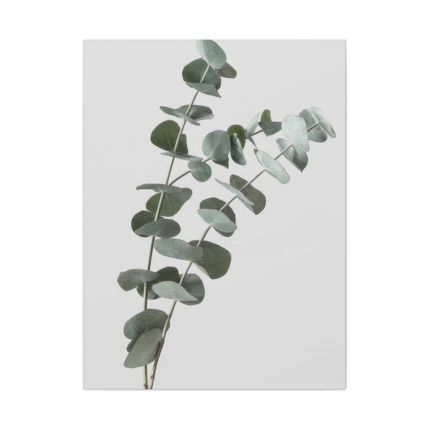 Eucalyptus Plant Dark Green Desaturate Wall Art & Canvas Prints