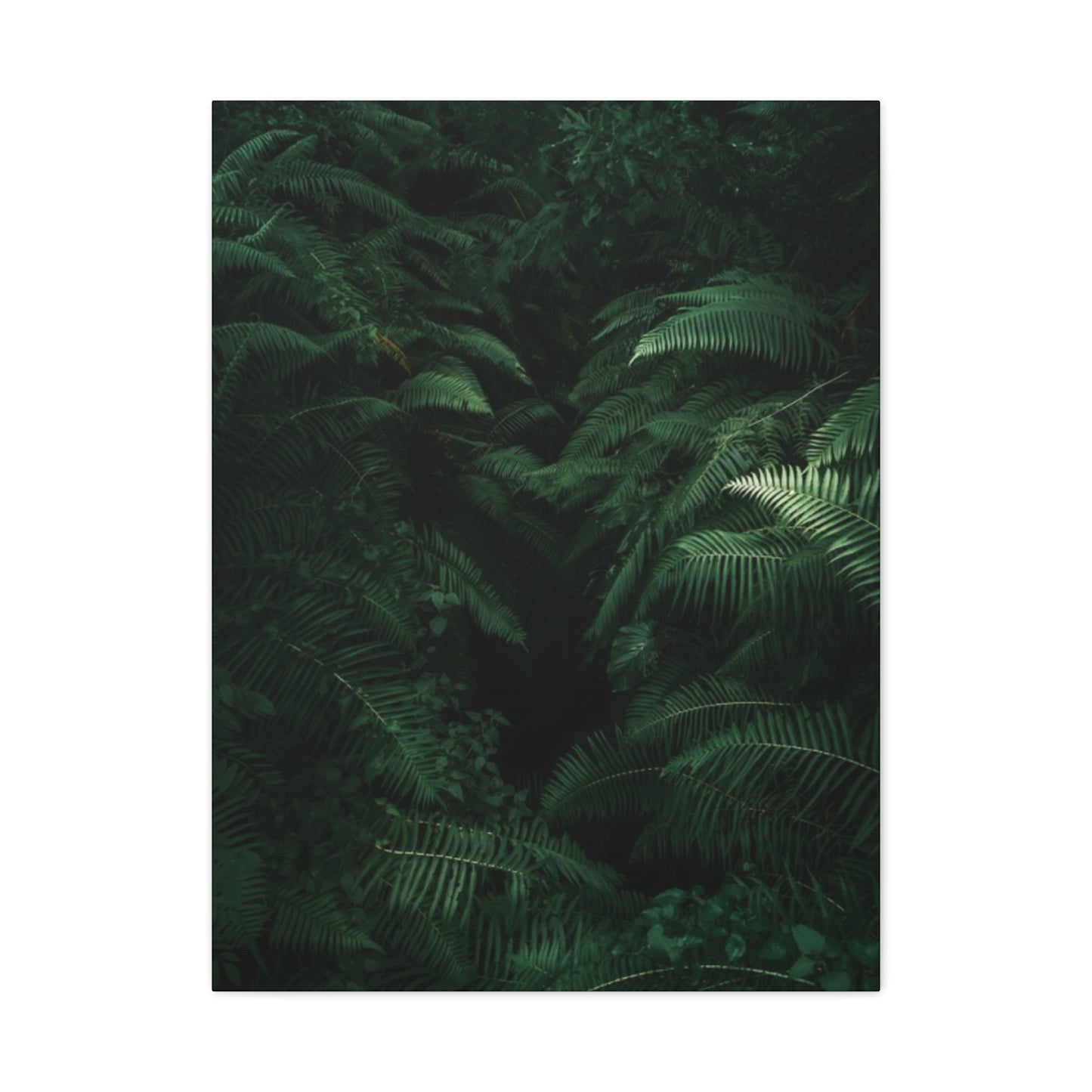 Tropical Forest Wall Art & Canvas Prints