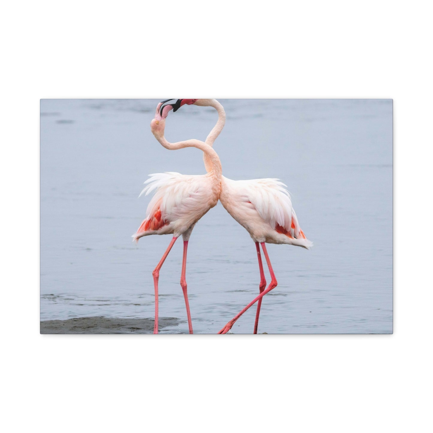 Pink Flamingo Love Wall Art & Canvas Prints