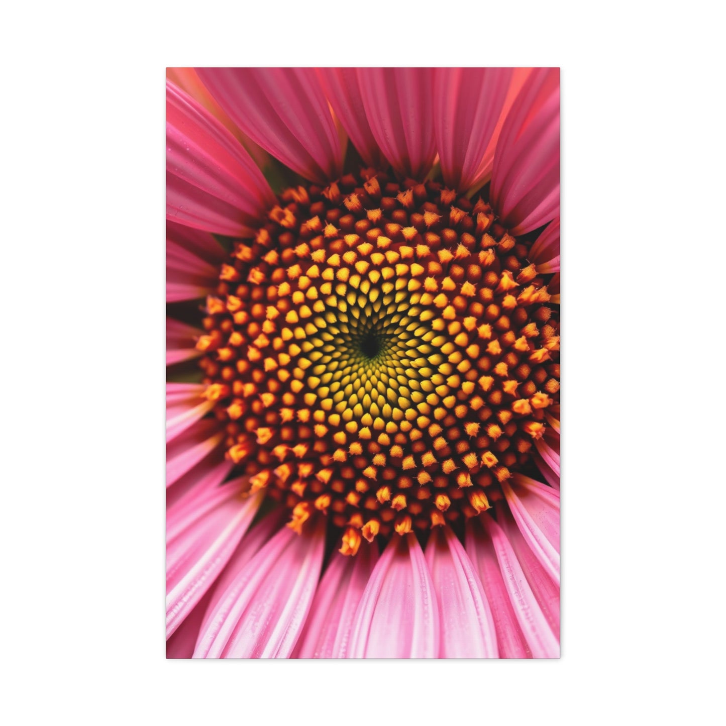 Gilded Daisy Panorama