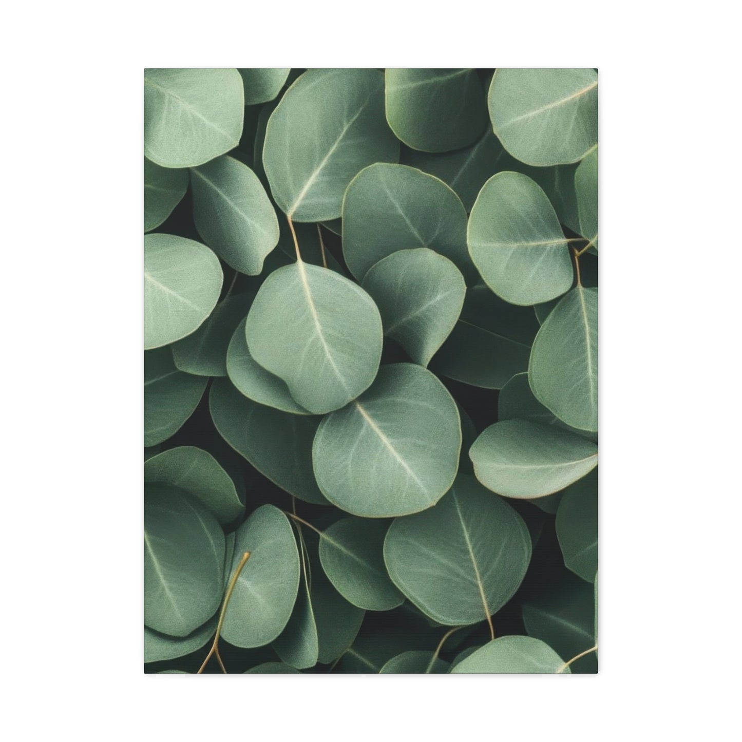 Eucalyptus Pattern 2 Wall Art & Canvas Prints