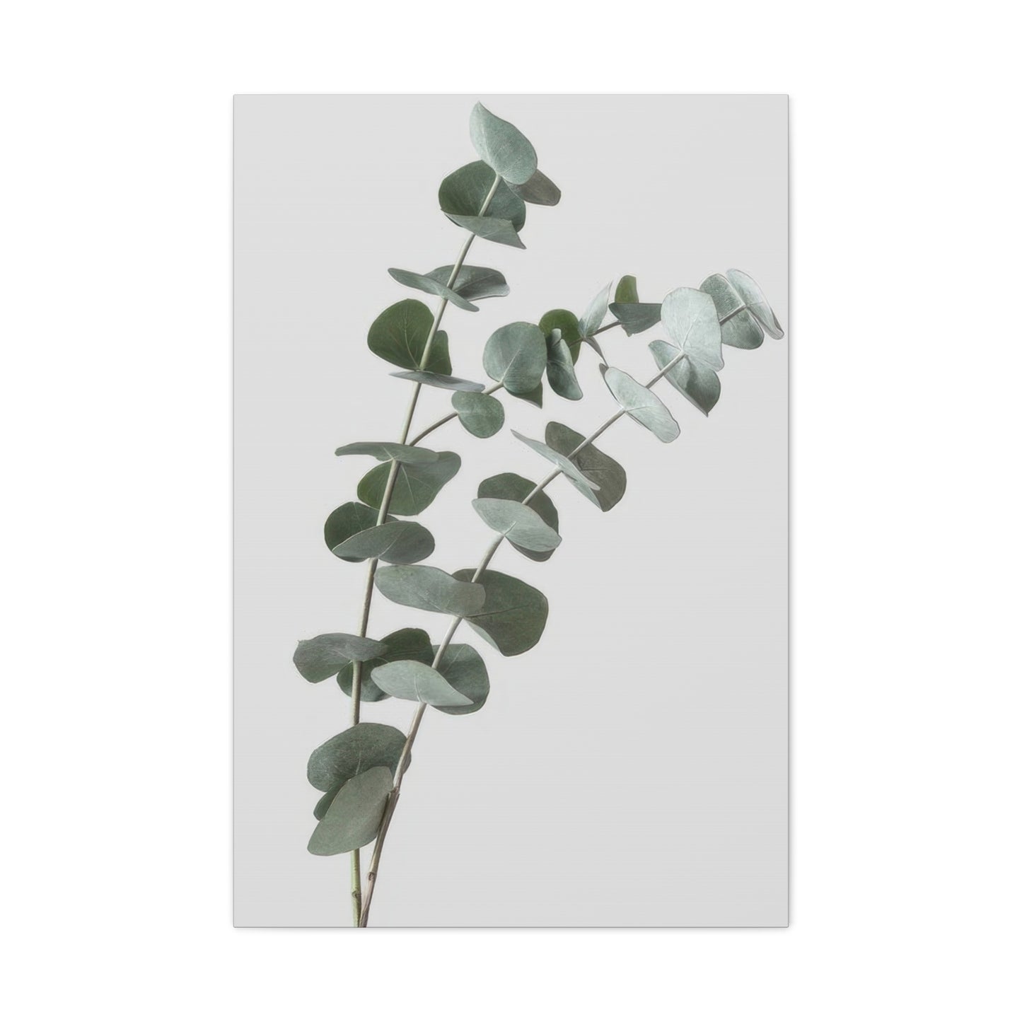 Eucalyptus Plant Dark Green Desaturate Wall Art & Canvas Prints