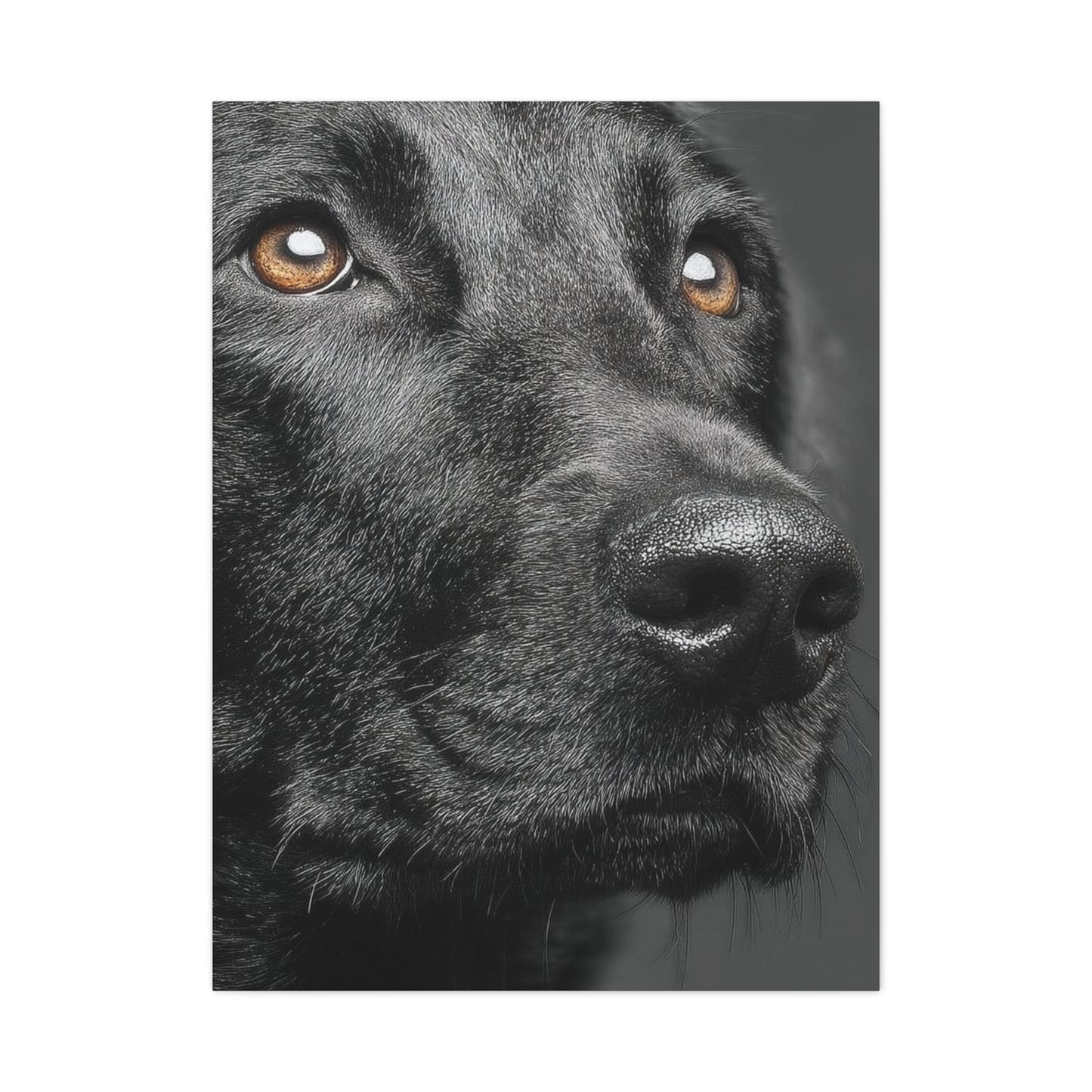 Black Labrador Fine Art Close-Up Wall Art & Canvas Print