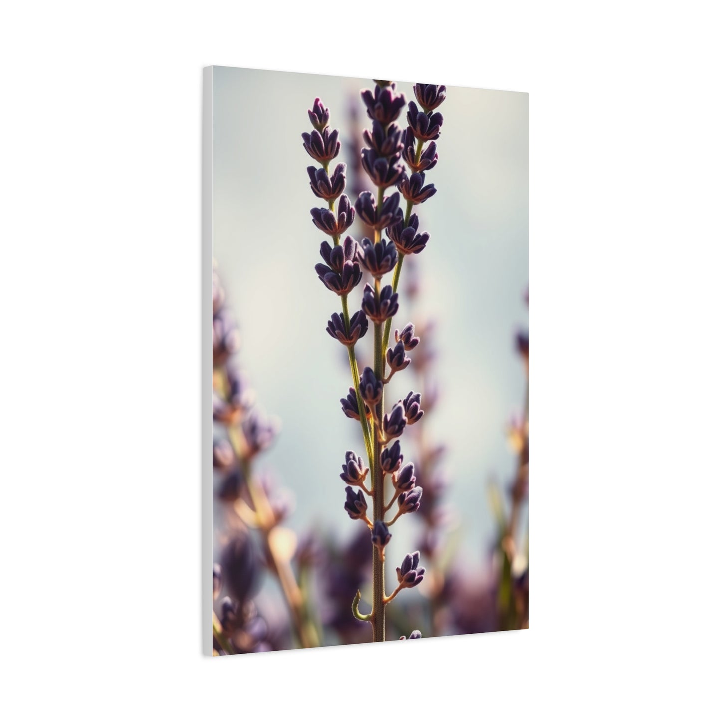 Lavender Herb Art Luxury Canvas Wall Art & Canvas Print
