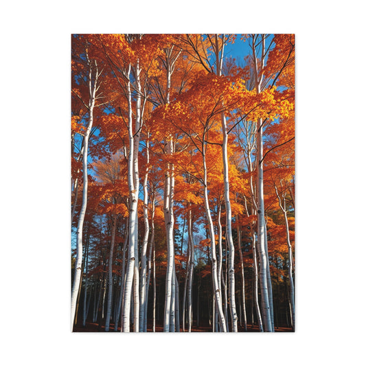 Aspen Tree Art Luxury Canvas Wall Art & Canvas Print