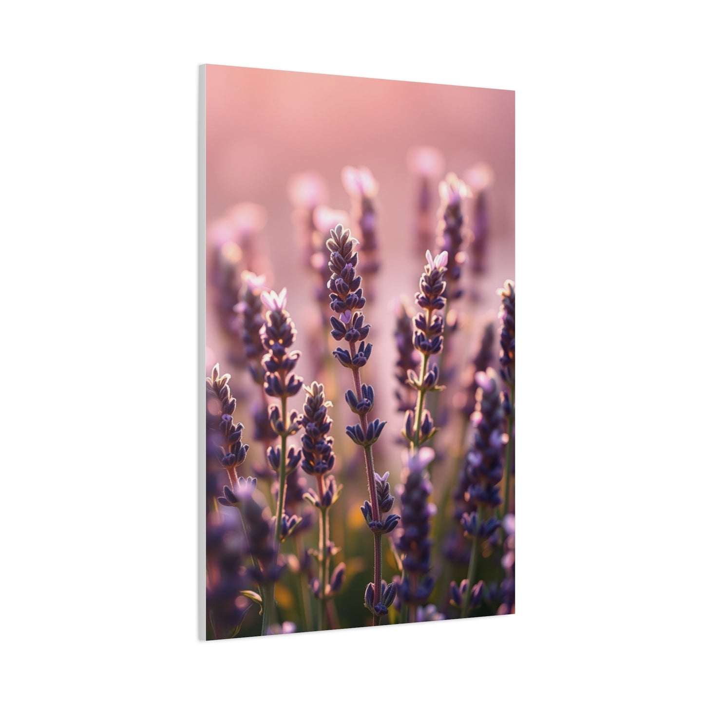 Collection Lavender Herb Art Art Wall Art & Canvas Print