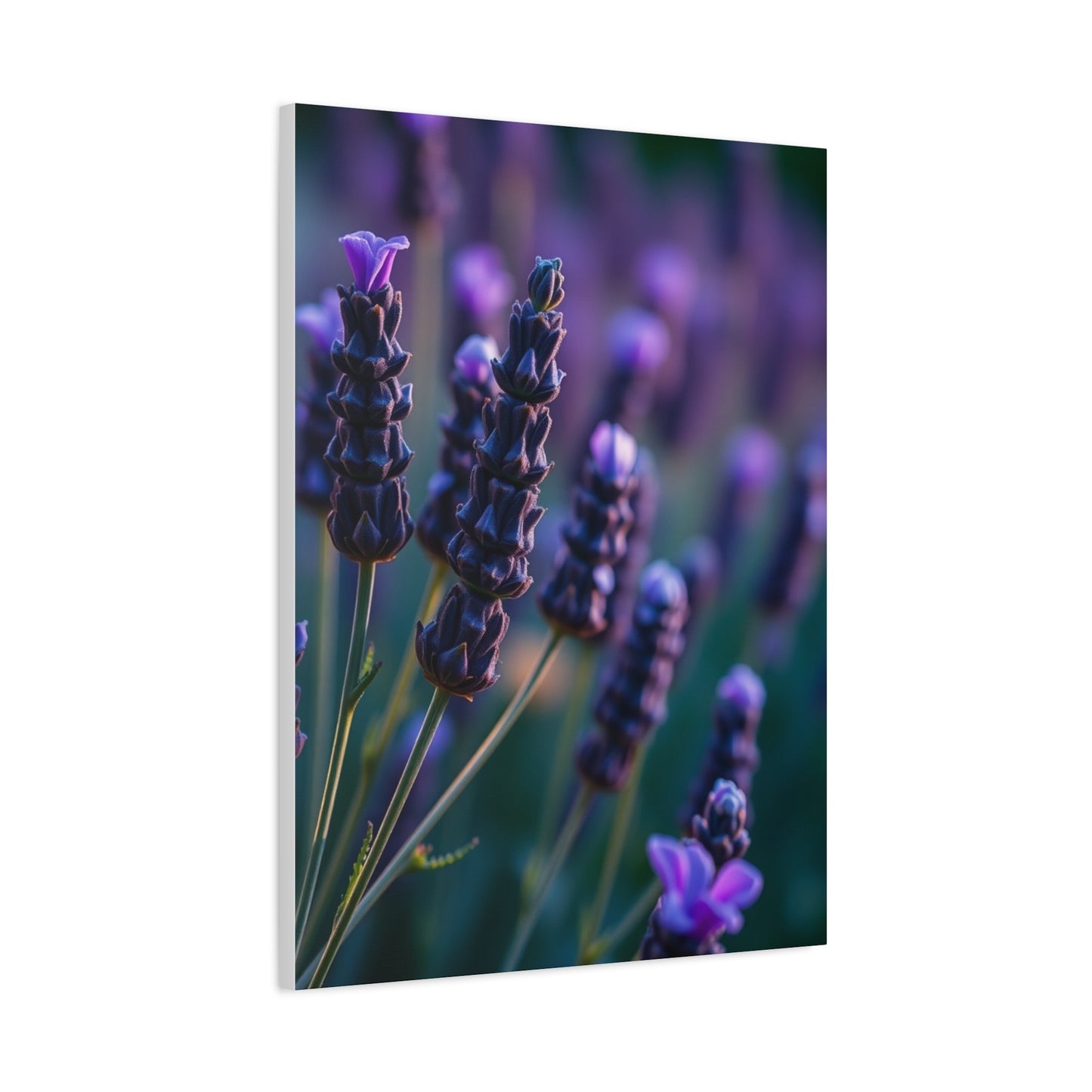 Supreme Lavender Herb Art Collection Wall Art & Canvas Print