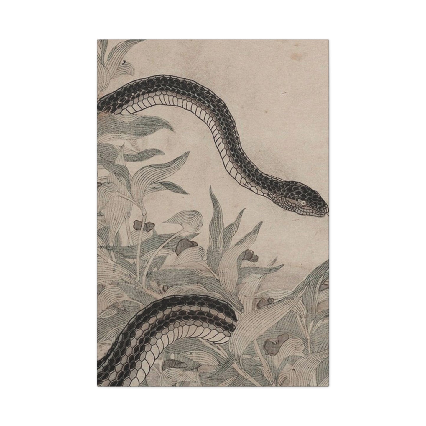 Cobra And Flower Wall Art & Canvas Prints