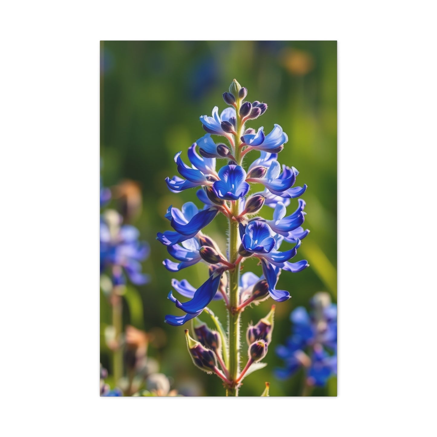 Collection Bluebonnet Flower Art Art Wall Art & Canvas Print