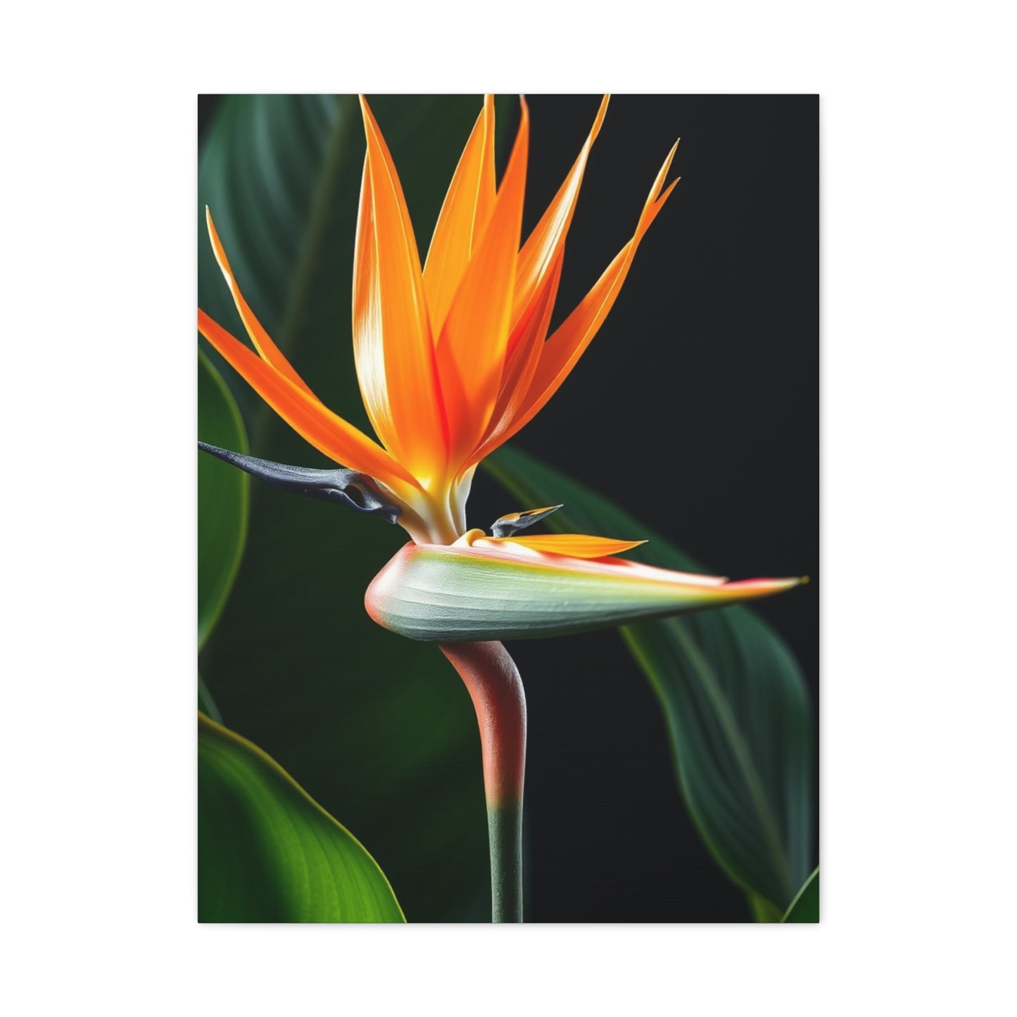 Supreme Bird of Paradise Plant Art Collection Wall Art & Canvas Print