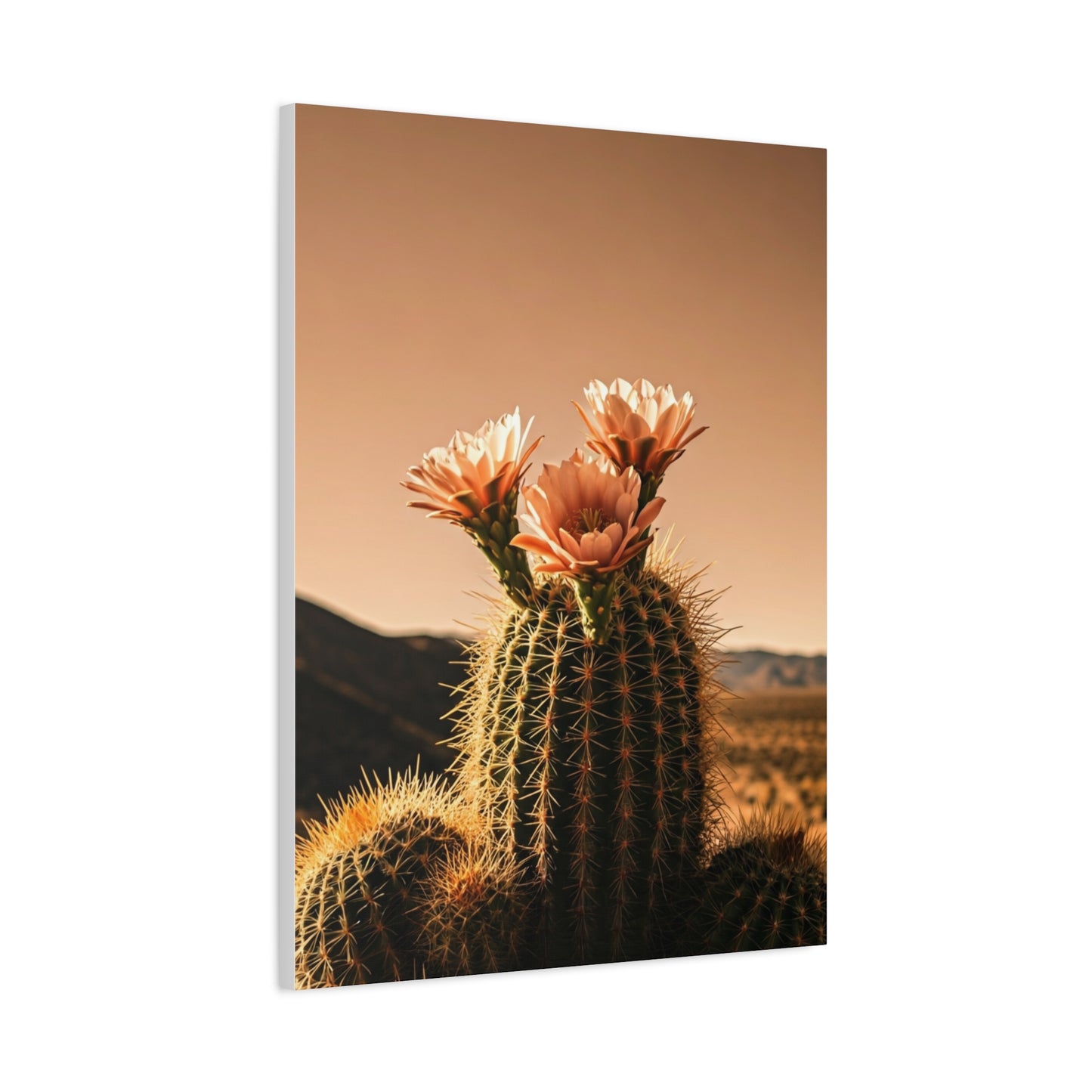 Desert Barrel Cactus Bloom at Sunset Wall Art & Canvas Prints