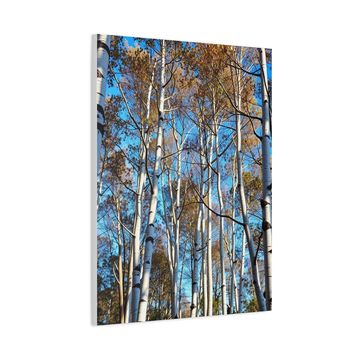 Masterpiece Aspen Tree Art Vision Wall Art & Canvas Print
