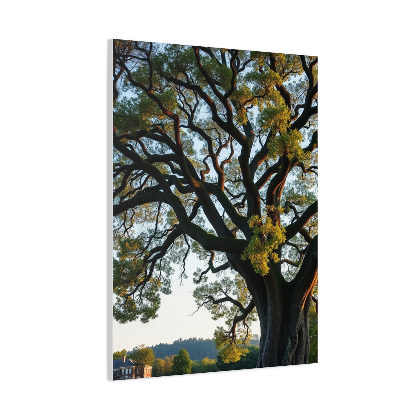 Oak Tree Art Refined Canvas Wall Art & Canvas Print