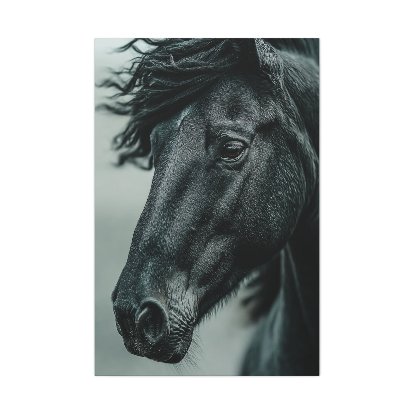 Black Stallion Close Portrait Wall Art & Canvas Print