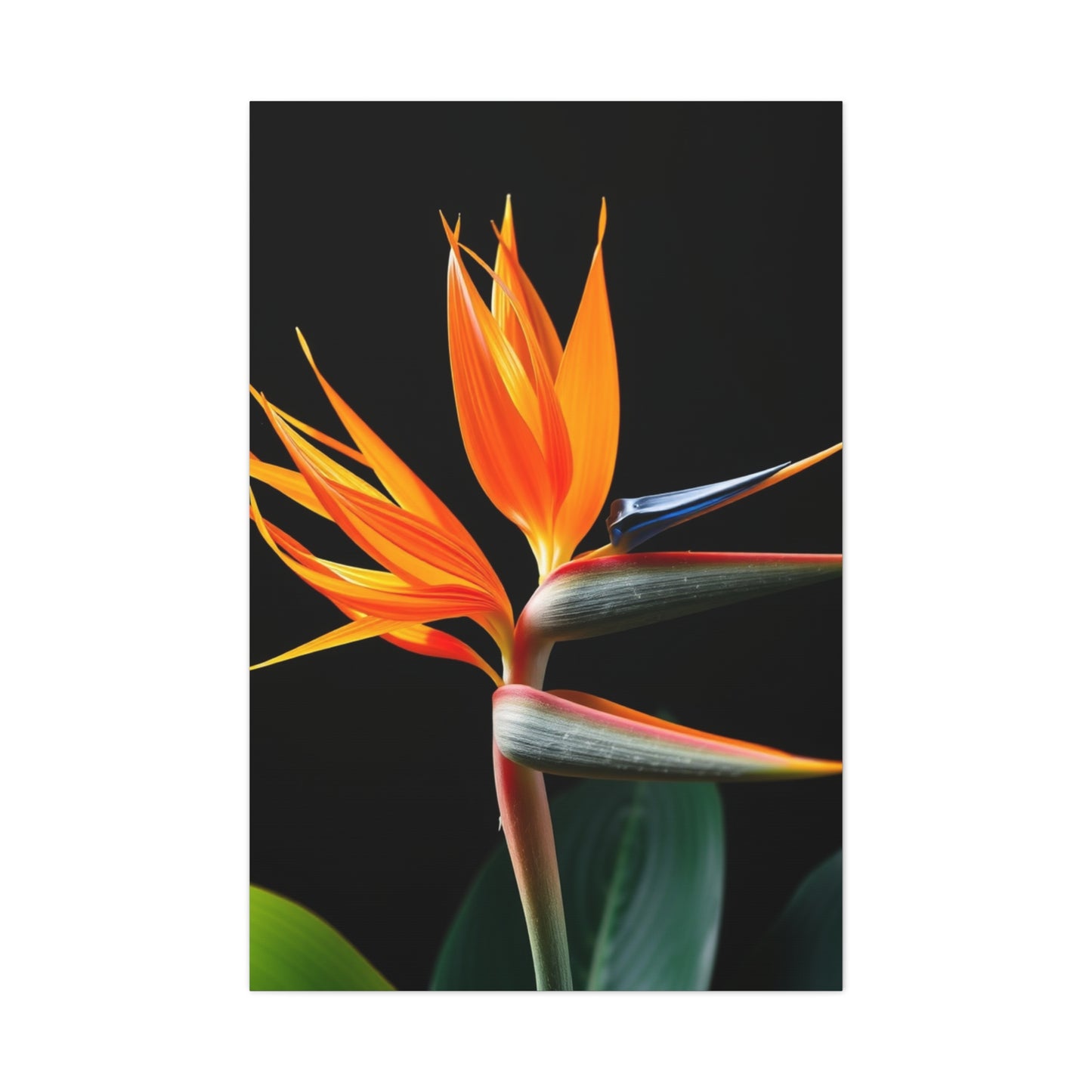Bird of Paradise Plant Art Luxury Canvas Wall Art & Canvas Print