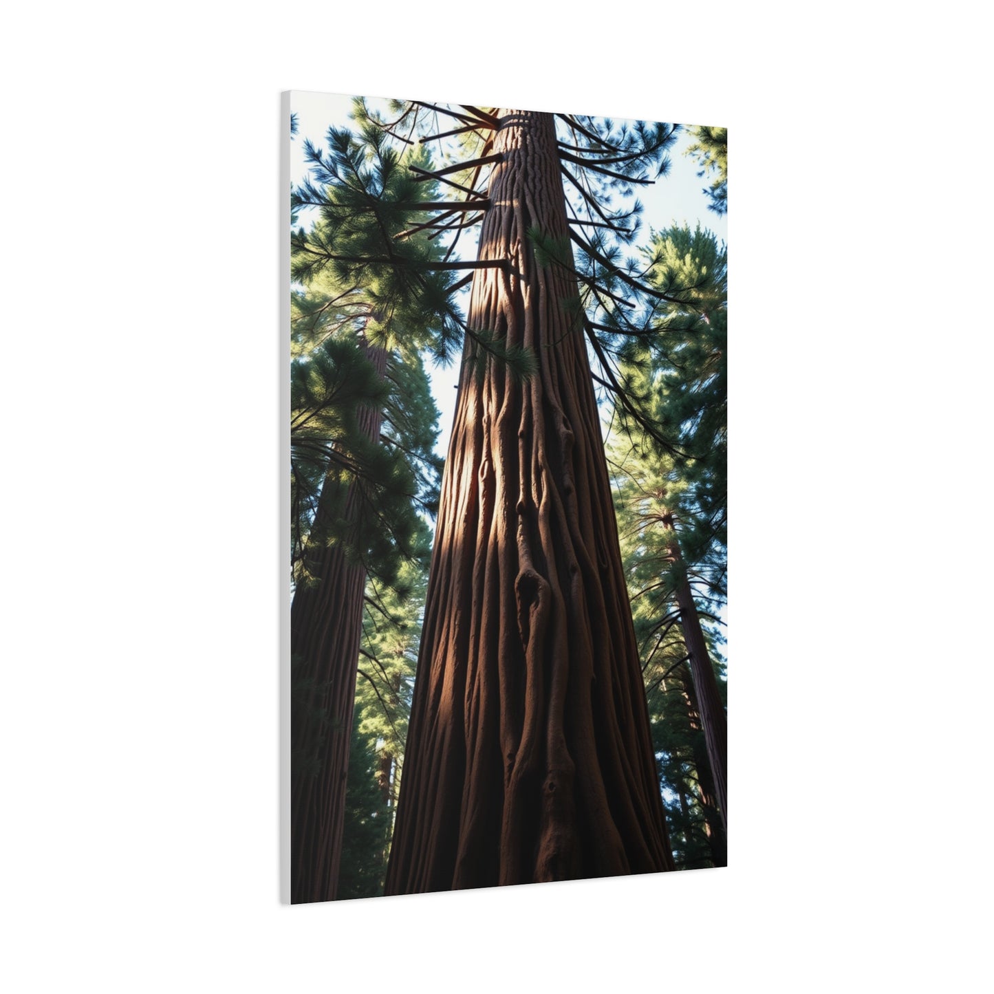 Redwood Tree Art Supreme Gallery Wall Art & Canvas Print