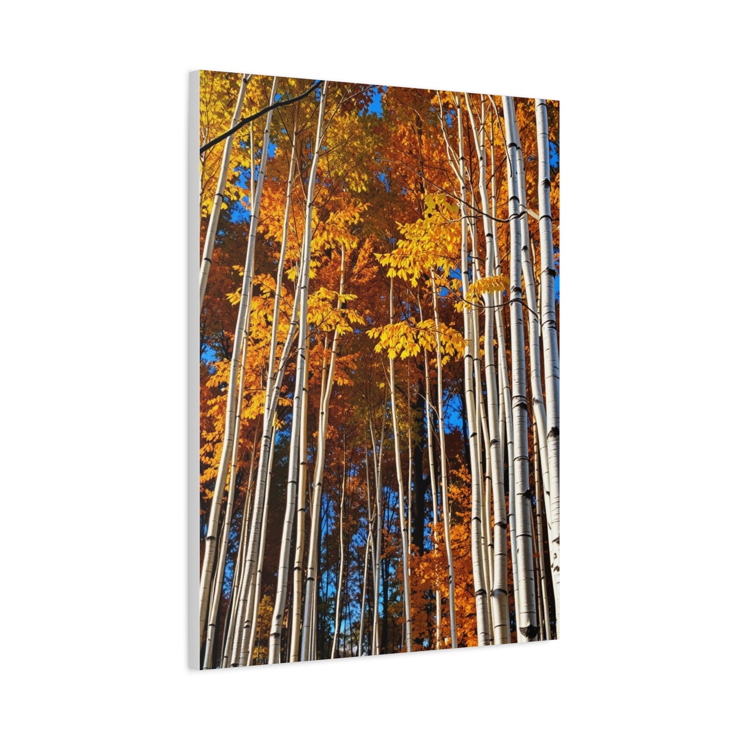 Aspen Tree Art Supreme Gallery Wall Art & Canvas Print