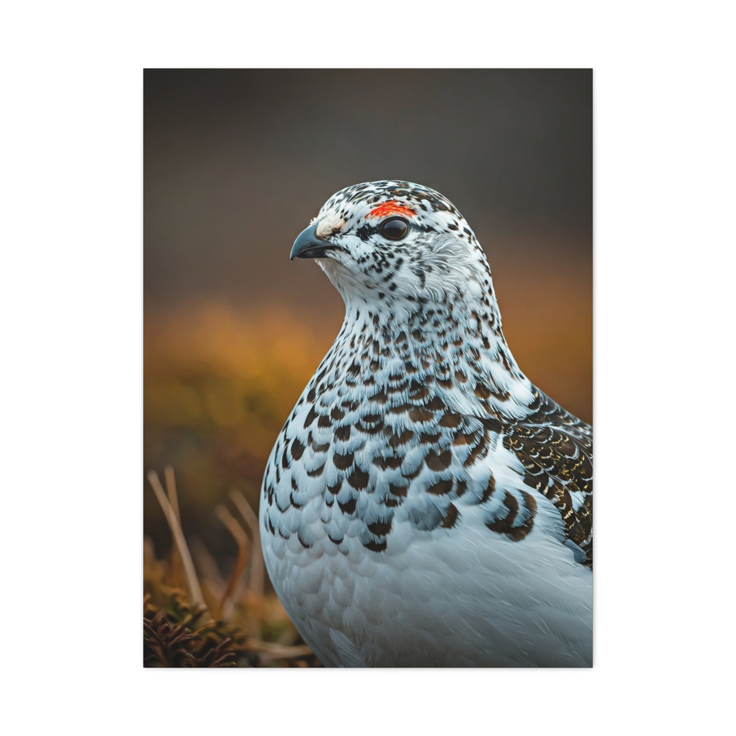 Snowy Grouse Portrait Wall Art & Canvas Prints