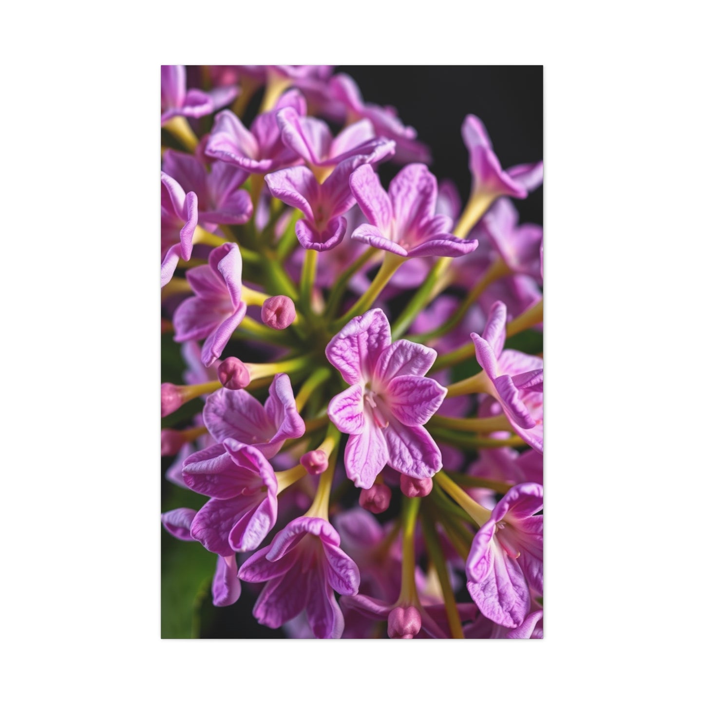 Collection Lilac Flower Art Art Wall Art & Canvas Print