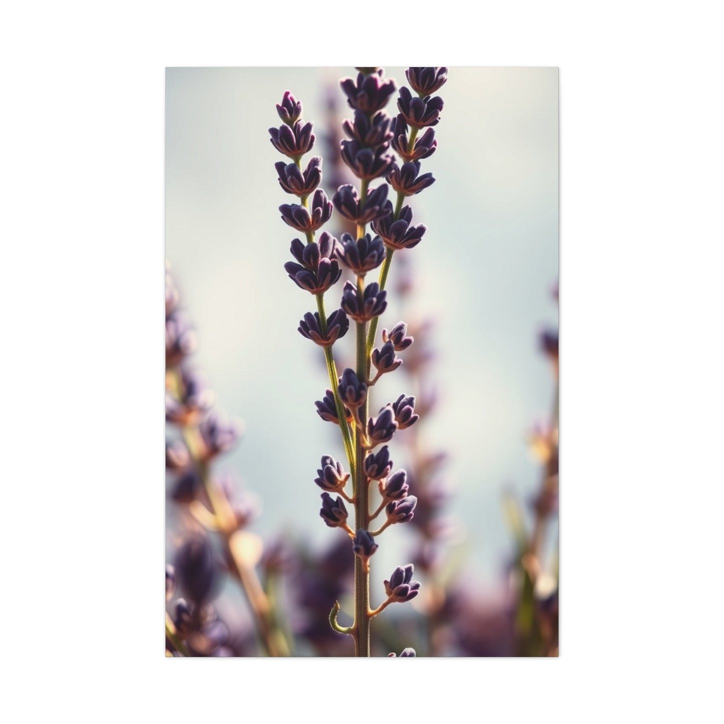Lavender Herb Art Luxury Canvas Wall Art & Canvas Print