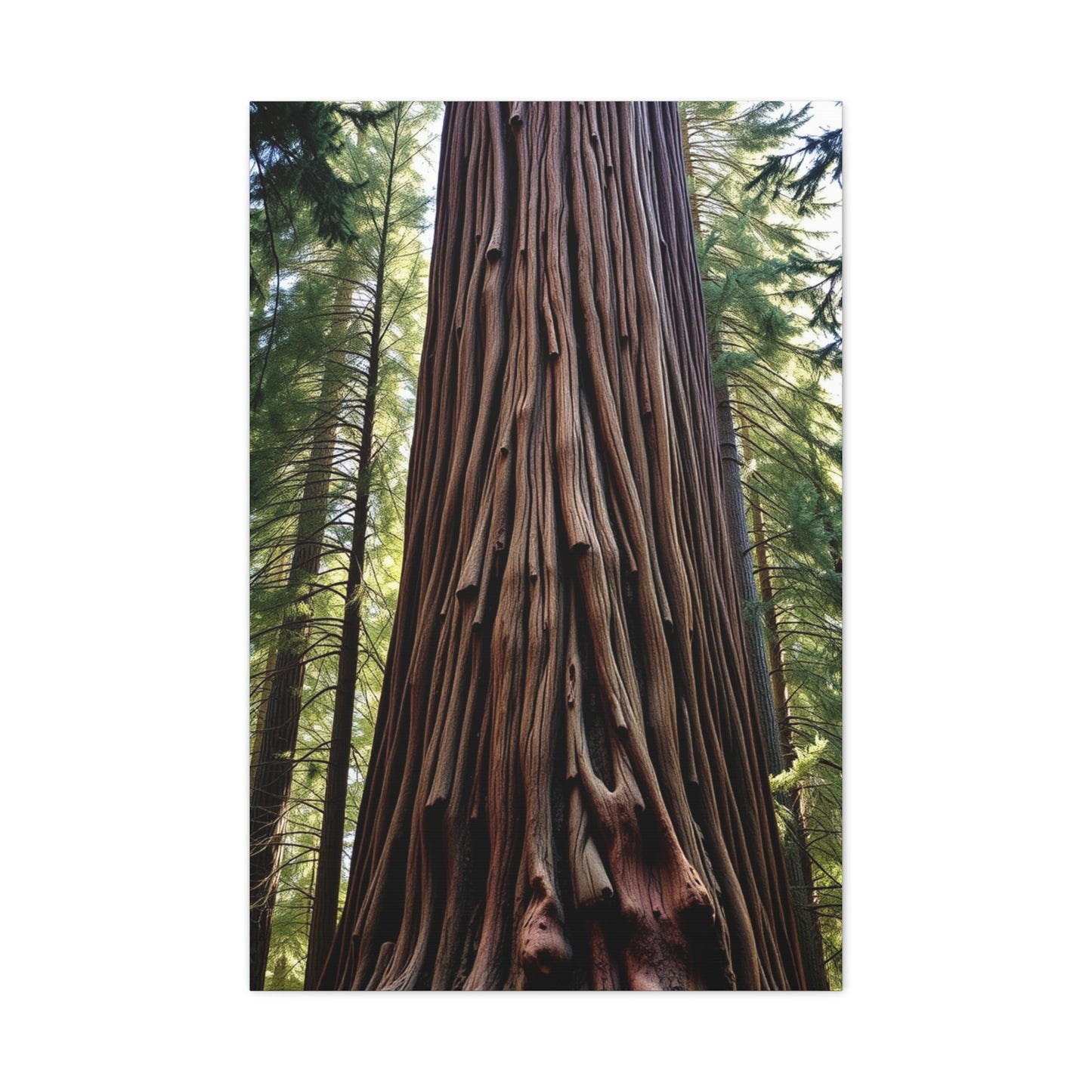 Collection Redwood Tree Art Art Wall Art & Canvas Print