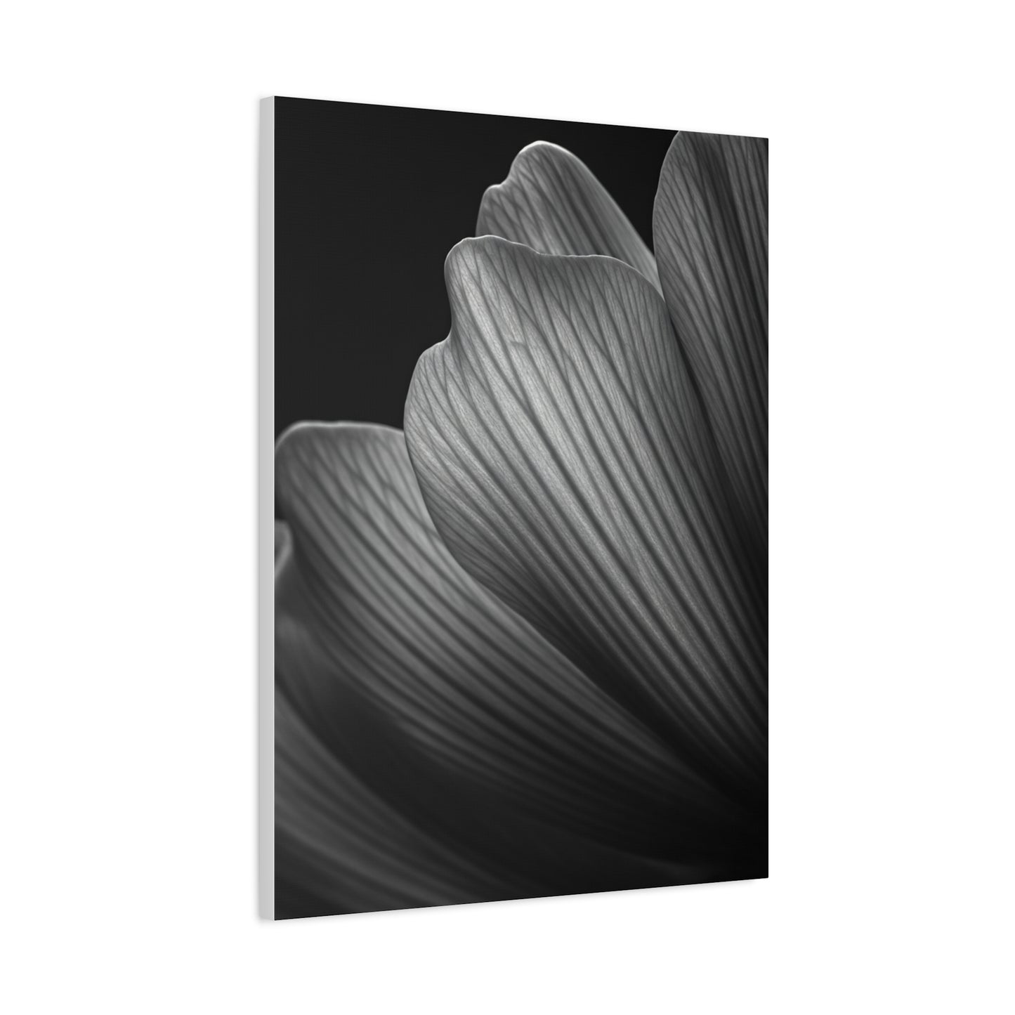 Sculpted Daffodil Bloom Study Wall Art & Canvas Prints