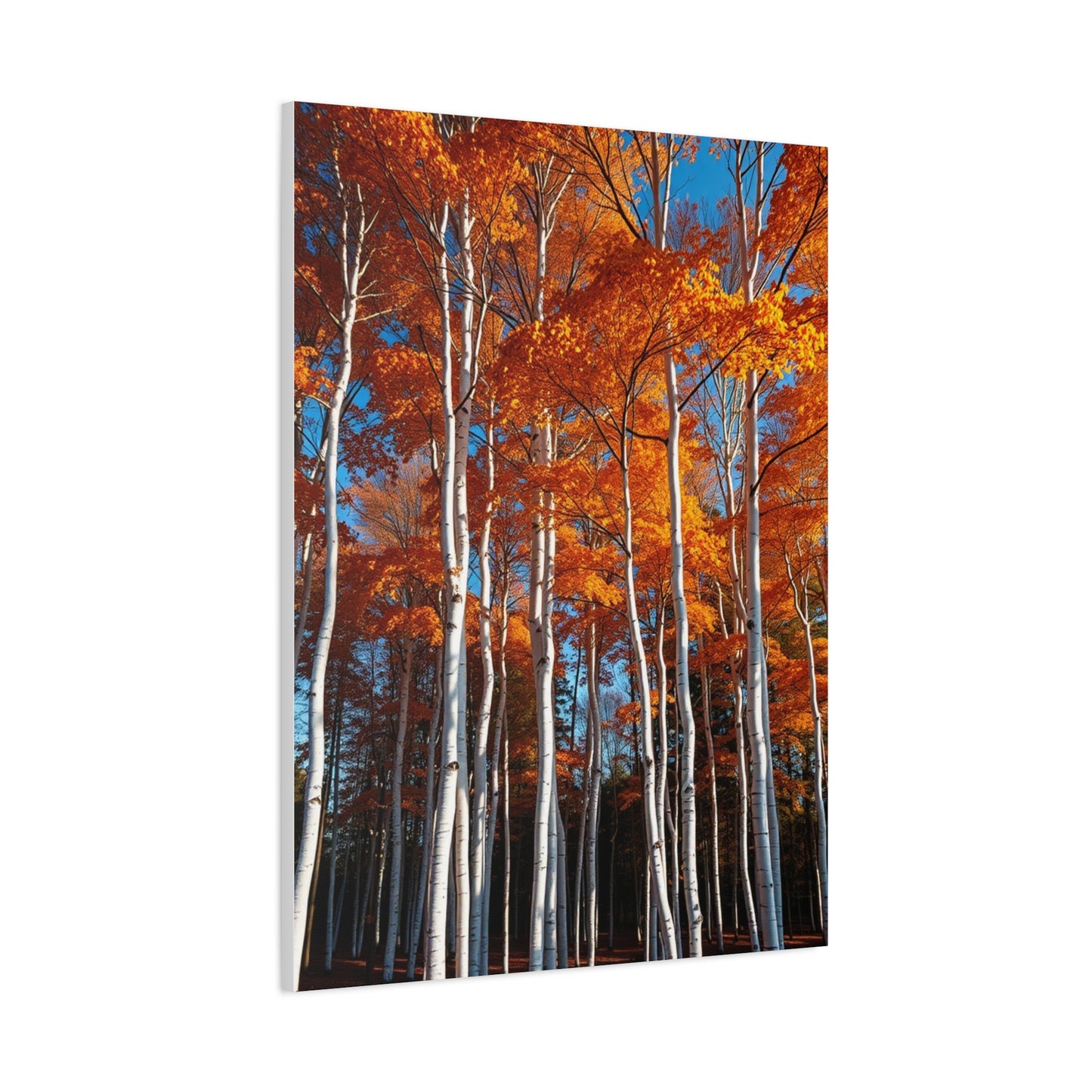 Aspen Tree Art Luxury Canvas Wall Art & Canvas Print