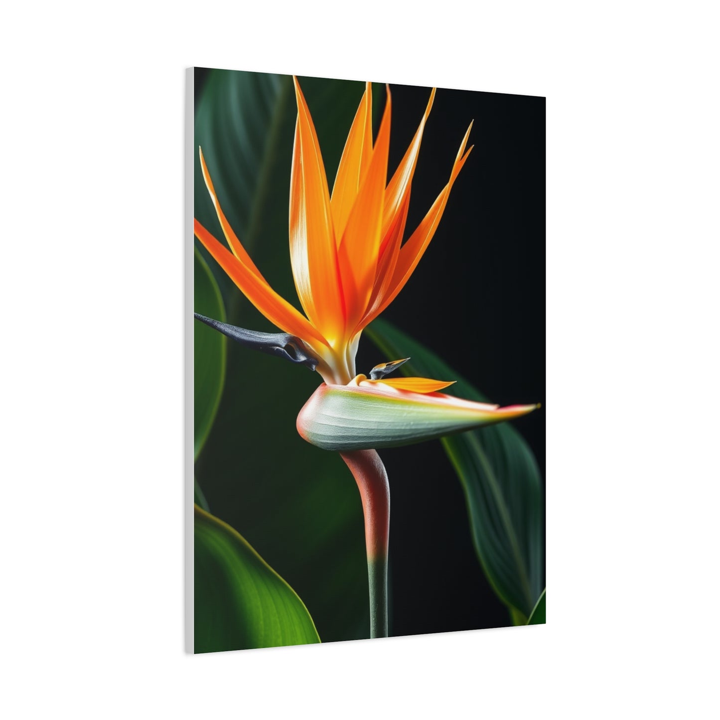 Supreme Bird of Paradise Plant Art Collection Wall Art & Canvas Print