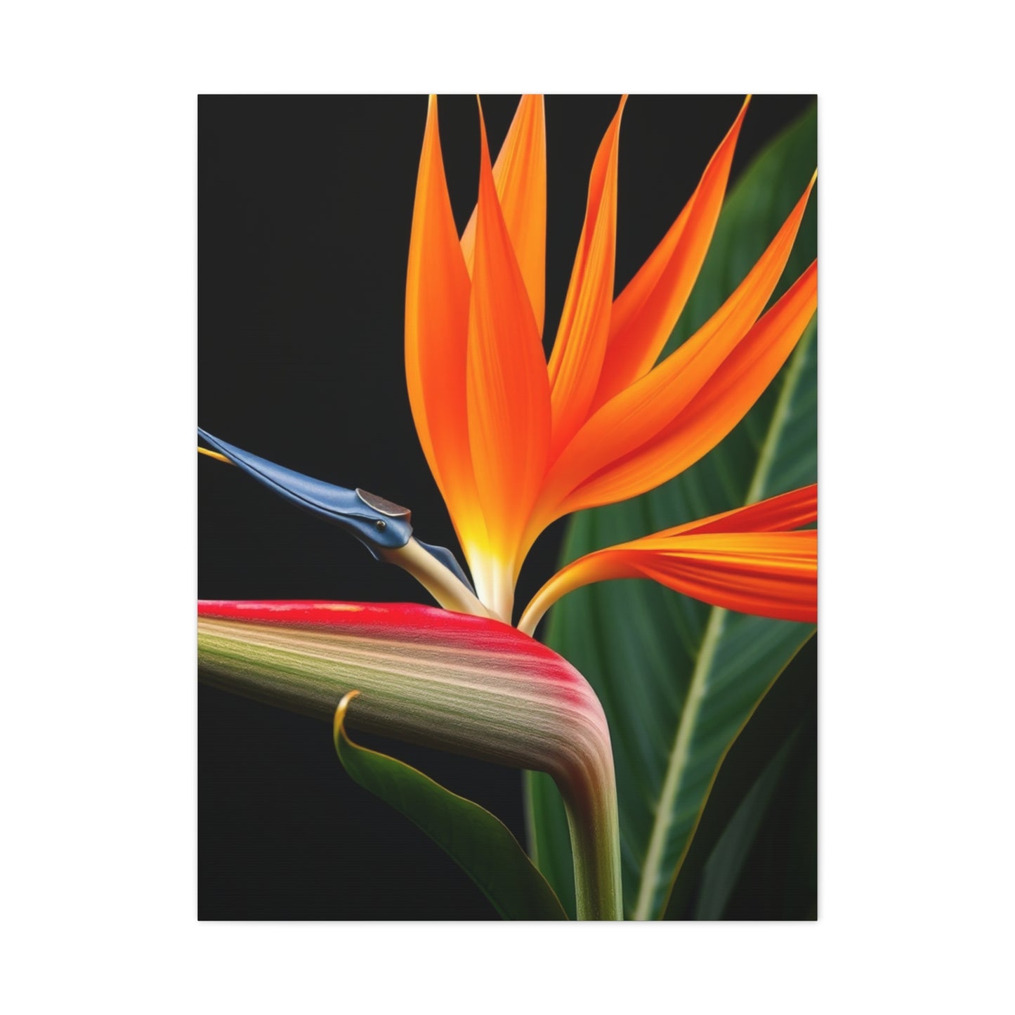 Bird of Paradise Plant Art Supreme Gallery Wall Art & Canvas Print
