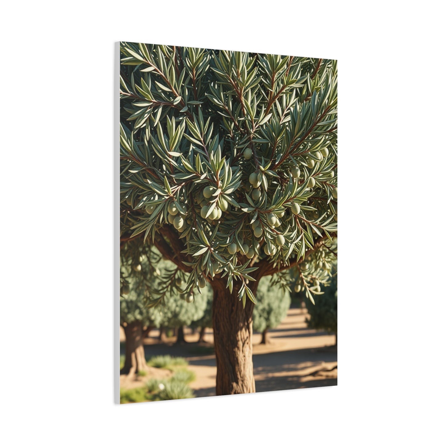 Olive Tree Art Supreme Gallery Wall Art & Canvas Print