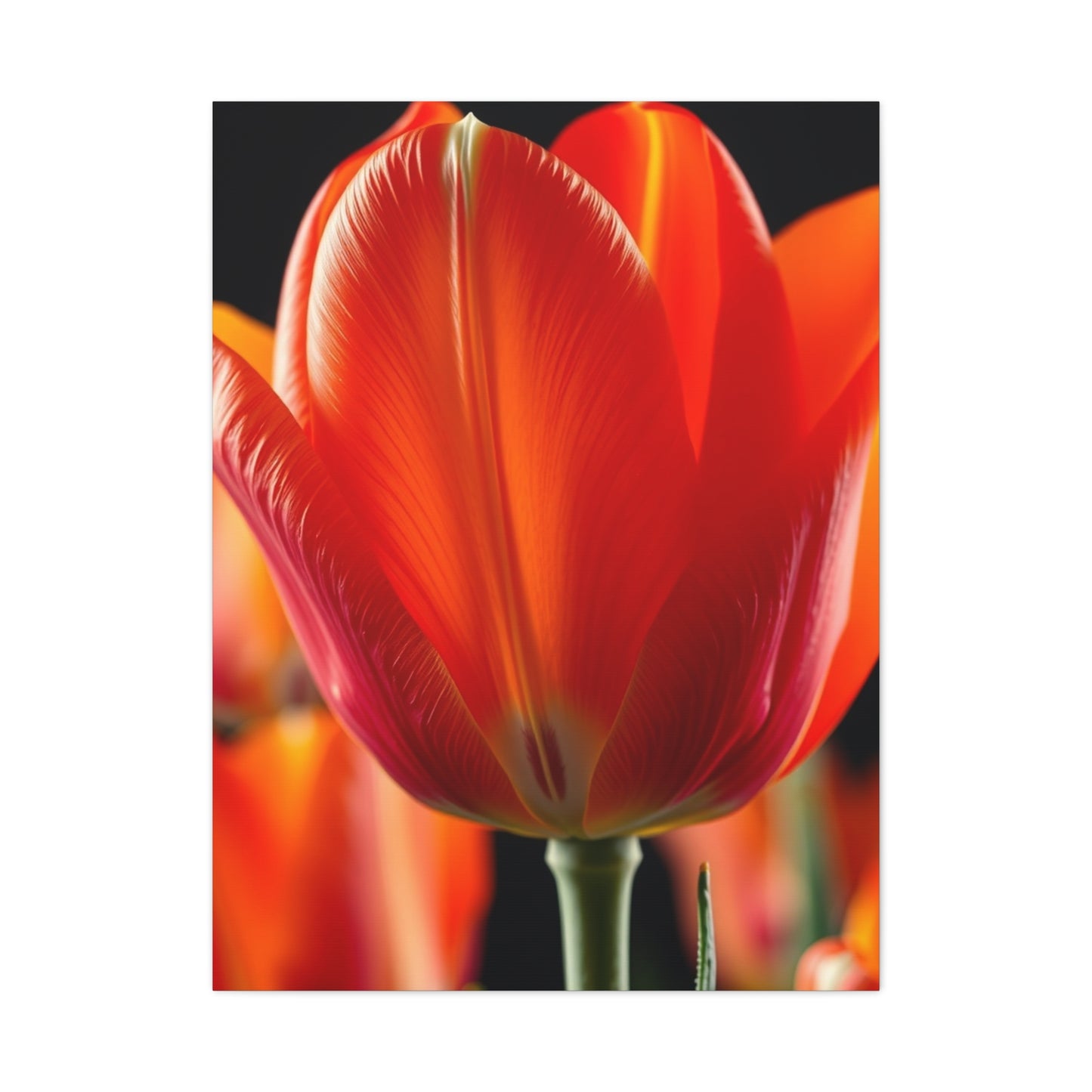 Elite Tulip Flower Art Vision Wall Art & Canvas Print