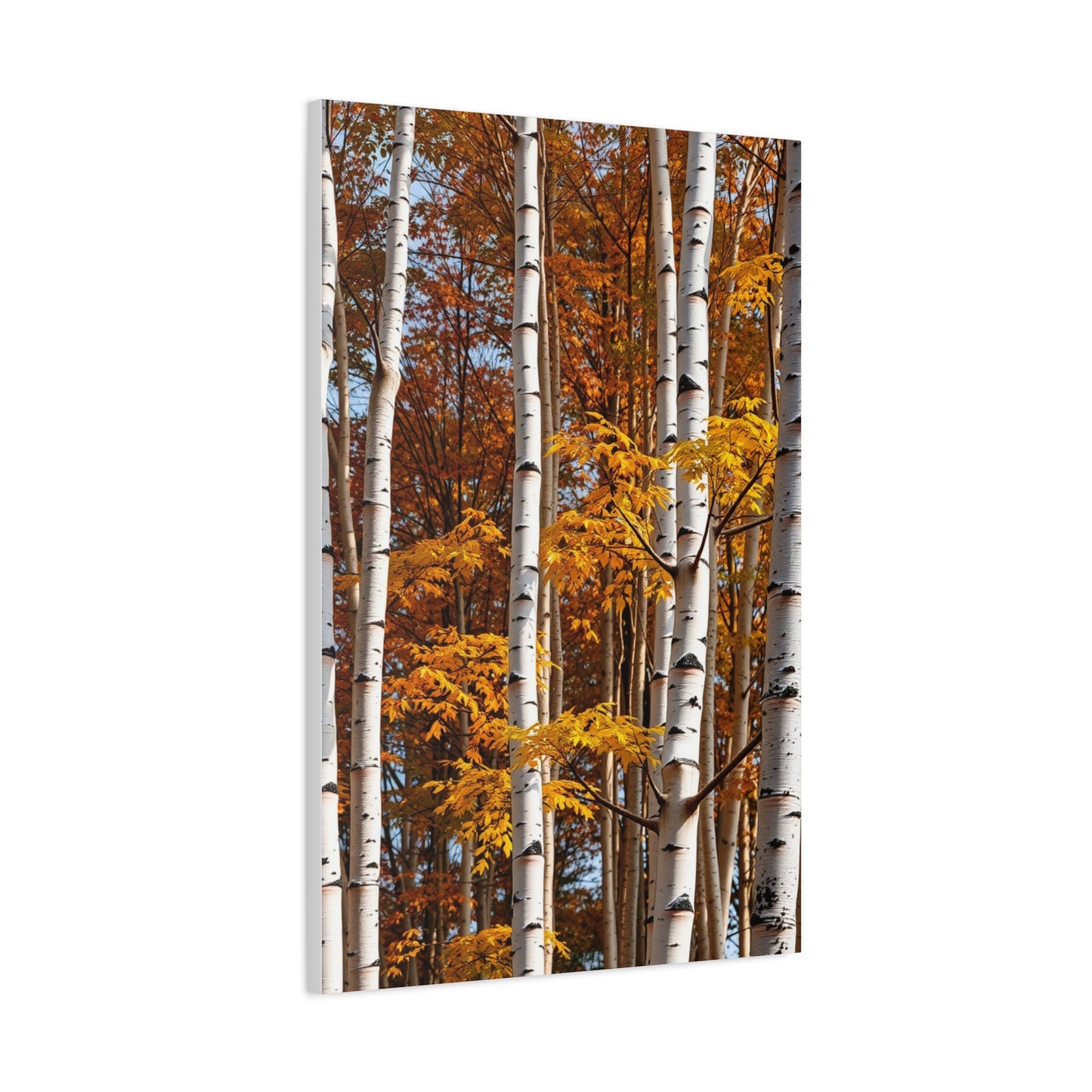Aspen Tree Art Refined Canvas Wall Art & Canvas Print