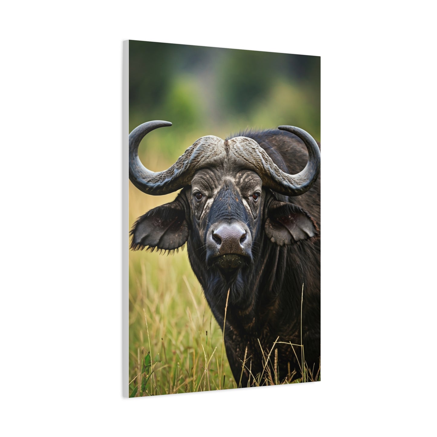 Cape Buffalo in Savannah Grassland Portrait Wall Art & Canvas Print